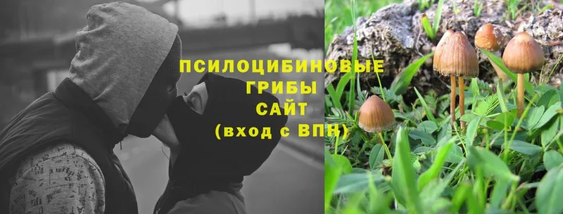 Псилоцибиновые грибы Psilocybe  mega ссылка  Тобольск  наркошоп 